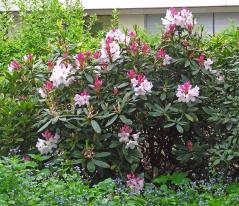 arbre n°rhododendron_48.83425-2.385163 avril 2023 Rhododendron numéro rhododendron_48.83425-2.385163 avril 2023