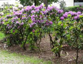 arbre n°rhododendron_48.83502-2.383977 mai 2024 Rhododendron numéro rhododendron_48.83502-2.383977 mai 2024
