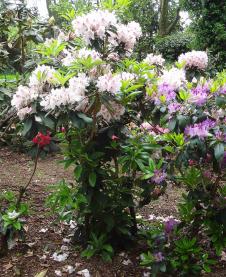 arbre n°rhododendron_48.83503-2.384034 mai 2024 Rhododendron numéro rhododendron_48.83503-2.384034 mai 2024