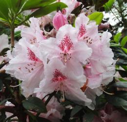 arbre n°rhododendron_48.83503-2.384034 mai 2024 Rhododendron numéro rhododendron_48.83503-2.384034 mai 2024