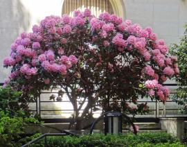 arbre n°rhododendron_48.81879-2.34106 mai 2024 Rhododendron numéro rhododendron_48.81879-2.34106 mai 2024