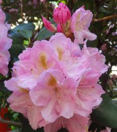 arbre n°rhododendron_48.81879-2.34106 mai 2024 Rhododendron numéro rhododendron_48.81879-2.34106 mai 2024