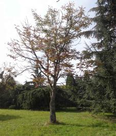 L'arbre numéro ex-2024415 est un Sumac (Rhus verniciflua).
Il est situé Arboretum de l'Ecole du Breuil (coordonnées GPS 48.82092, 2.4579)