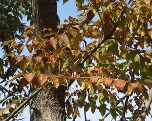 L'arbre numéro ex-2024415 est un Sumac (Rhus verniciflua).
Il est situé Arboretum de l'Ecole du Breuil (coordonnées GPS 48.82092, 2.4579)