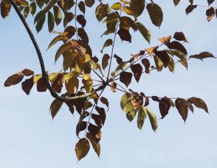 L'arbre numéro ex-2024415 est un Sumac (Rhus verniciflua).
Il est situé Arboretum de l'Ecole du Breuil (coordonnées GPS 48.82092, 2.4579)