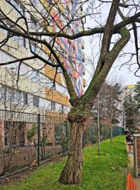 arbre n°robinia-pseudoacacia--xxxxxz115447_48.8337877-2.3621096 janvier 2026 Robinier numéro robinia-pseudoacacia--xxxxxz115447_48.8337877-2.3621096 janvier 2026