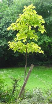 L'arbre numéro s_48.8208384-2.3407459 est un Laurier des Iroquois (Sassafras albidum).
Il est situé parc Montsouris (coordonnées GPS 48.82084, 2.34075)