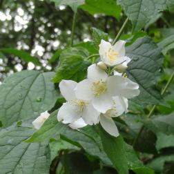 Seringa numéro seringa_48.83378-2.38359 mai 2022