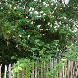 Seringa numéro seringa_48.83410-2.38542 mai 2022