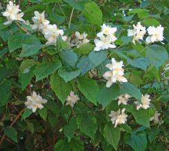 Seringa numéro seringa_48.83410-2.38542 mai 2022