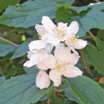 Seringa numéro seringa_48.83410-2.38542 mai 2022