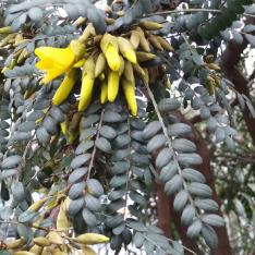 Sophora numéro sophora-denudata_48.83681-2.254484 mars 2023