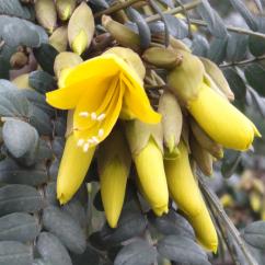 Sophora numéro sophora-denudata_48.83681-2.254484 mars 2023