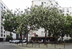 Sophora numéro sophora-japonica--x255463-z252806_48.8413786-2.2912294 juillet 2022