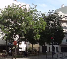 Sophora numéro sophora-japonica--x255463-z258611-255391-255339-253207-253335_48.841451-2.2912498 juin 2021