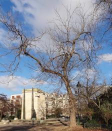 Sophora numéro sophora-japonica--xz106332_48.8550701-2.3011118 janvier 2022