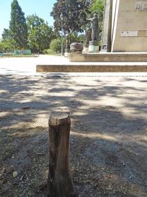 Sophora numéro sophora-japonica--xz106333_48.8551201-2.3011875 aout 2022