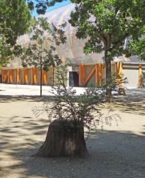 Sophora numéro sophora-japonica--xz106364_48.8528027-2.3010597 aout 2022