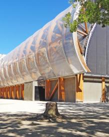 Sophora numéro sophora-japonica--xz106380_48.8528113-2.3013609 aout 2022