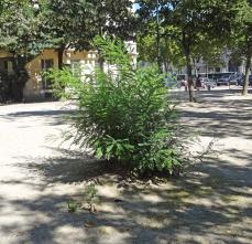 Sophora numéro sophora-japonica--xz106773_48.8539977-2.3032599 aout 2022