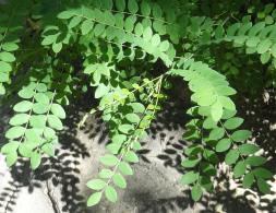 Sophora numéro sophora-japonica--xz106773_48.8539977-2.3032599 aout 2022