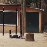 Sophora numéro sophora-japonica--xz122452_48.8671699-2.3915954 mars 2023