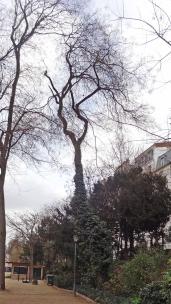 Sophora numéro sophora-japonica--xz122479_48.8671232-2.3917588 mars 2023