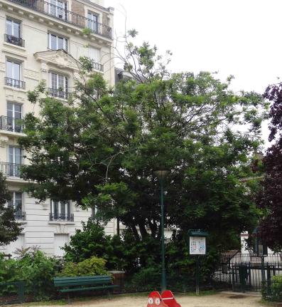 Sophora numéro sophora-japonica--xz2031379_48.8384464-2.3889452 juillet 2021