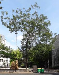 Sophora numéro sophora-japonica--xz231645_48.8383333-2.2784825 septembre 2021