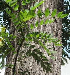 Sophora numéro sophora-japonica--xz231645_48.8383333-2.2784825 septembre 2021