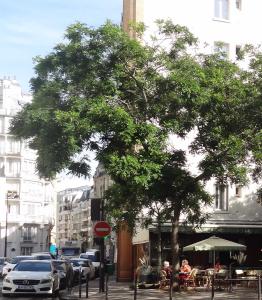 Sophora numéro sophora-japonica--xz252806-253223_48.8413786-2.2912294 juin 2021