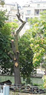 Sophora numéro sophora-japonica--xz265543_48.8551422-2.2870253 aout 2023