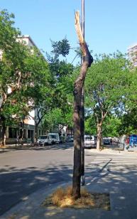 Sophora numéro sophora-japonica--xz265704_48.8463489-2.2809386 juillet 2025