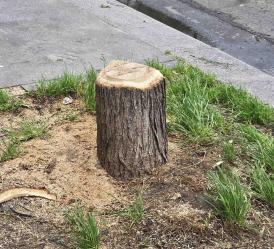 Sophora numéro sophora-japonica--xz265704_48.8463489-2.2809386 février 2026