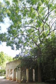 Sophora numéro sophora-japonica_48.84236-2.27464 aout 2022