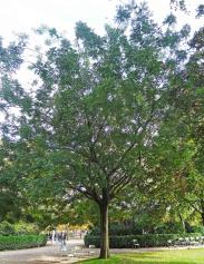 Sophora numéro sophora-japonica_48.84760-2.33331 octobre 2023