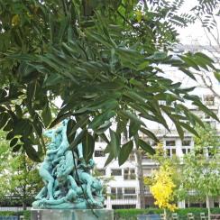 Sophora numéro sophora-japonica_48.84760-2.33331 octobre 2023