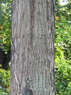 Sophora numéro sophora-japonica_48.84760-2.33331 octobre 2023