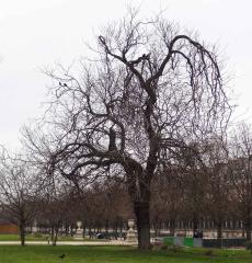 Sophora numéro sophora-japonica_48.8636-2.33034 janvier 2022