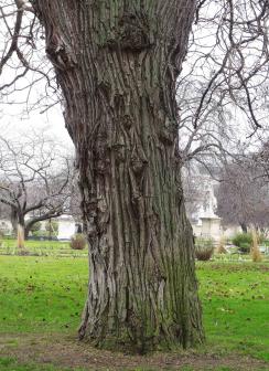 Sophora numéro sophora-japonica_48.8636-2.33034 janvier 2022