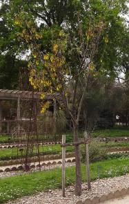 Sophora numéro sophora-tetraptera_48.84392-2.36018 avril 2023