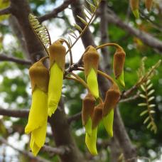 Sophora numéro sophora-tetraptera_48.84392-2.36018 avril 2023