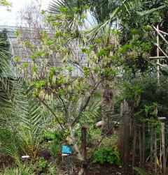 Stachyurus numéro stachyurus-praecox_48.84608-2.251446 mars 2023