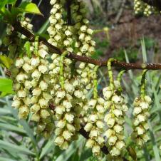 Stachyurus numéro stachyurus-praecox_48.84608-2.251446 mars 2023