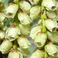 Stachyurus numéro stachyurus-praecox_48.84608-2.251446 mars 2023