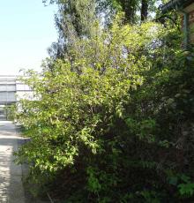 Stachyurus numéro stachyurus_48.84608-2.252697 mars 2022