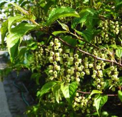 Stachyurus numéro stachyurus_48.84608-2.252697 mars 2022