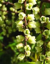 Stachyurus numéro stachyurus_48.84608-2.252697 mars 2022