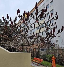 L'arbre numéro s_48.83389-2.36226 est un Sumac (Rhus).
Il est situé Sq Gustave Mesureur (coordonnées GPS 48.83389, 2.36226)