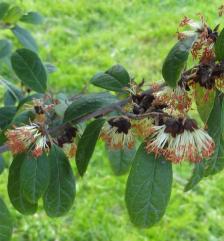 Sycopsis jardin des Plantes